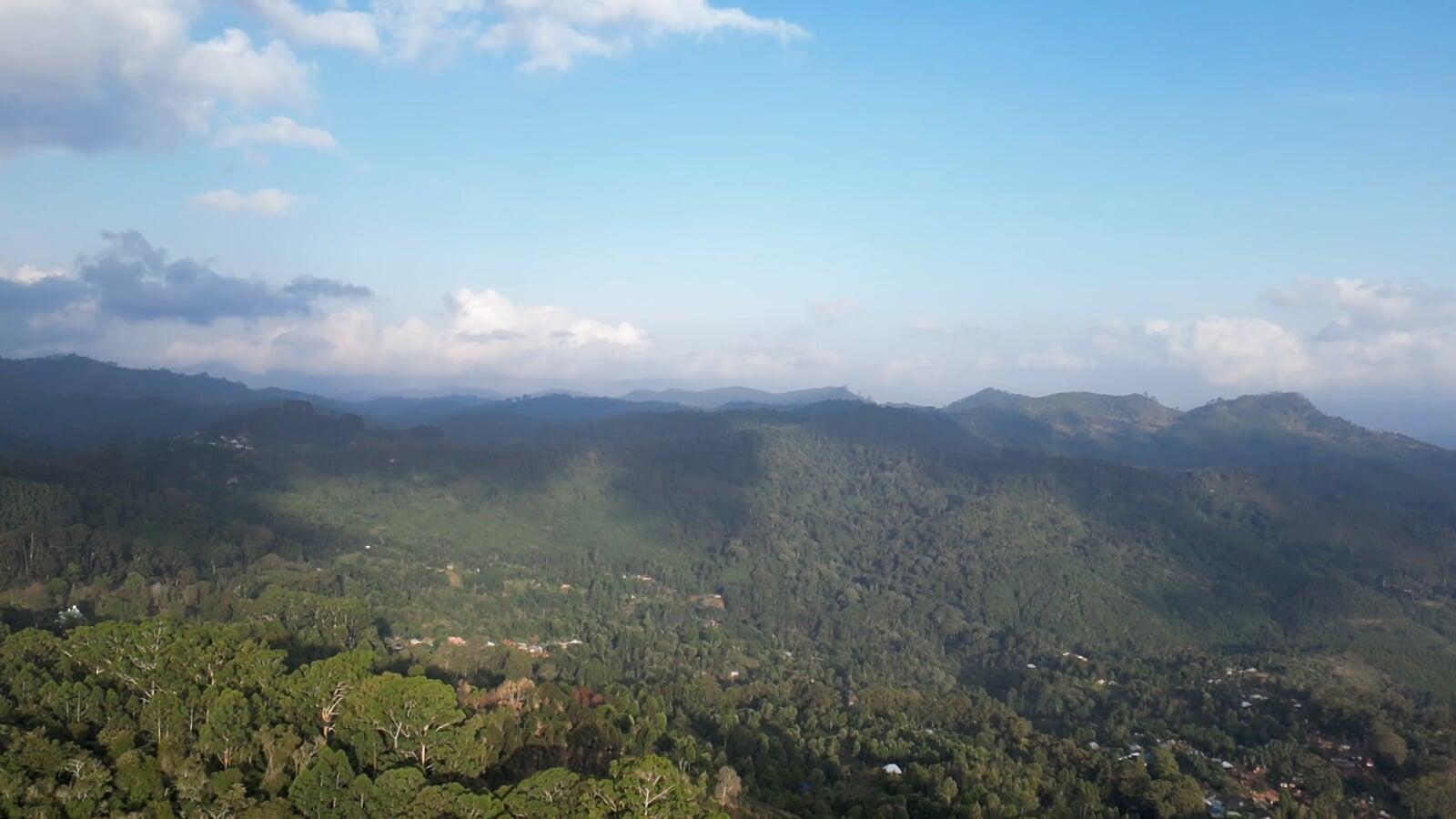 Greening the Horizon: The Profound Benefits of Tree Planting in Trinidad and How You Can Make a Difference